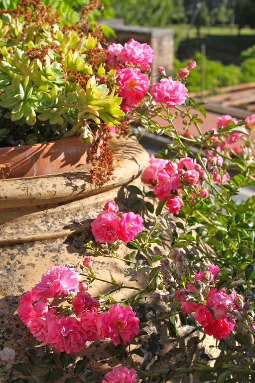 Bed and Breakfast Relais Mastro Cinghiale Paciano Екстер'єр фото